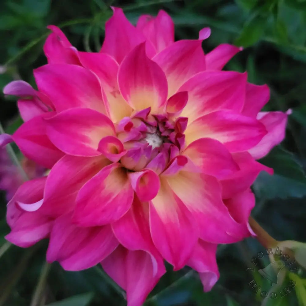 AC Rosebud - tuber