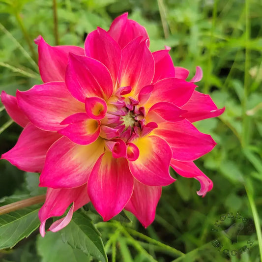 AC Rosebud - tuber