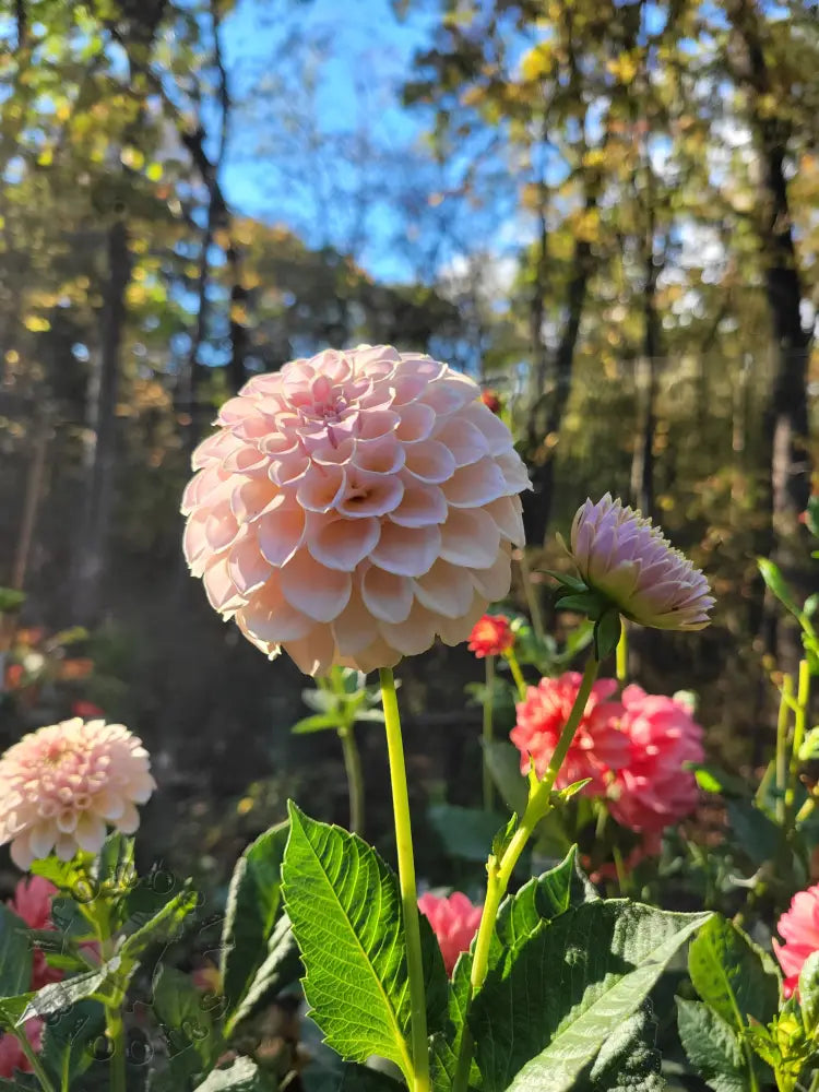 SC-Cinder Rose - tuber