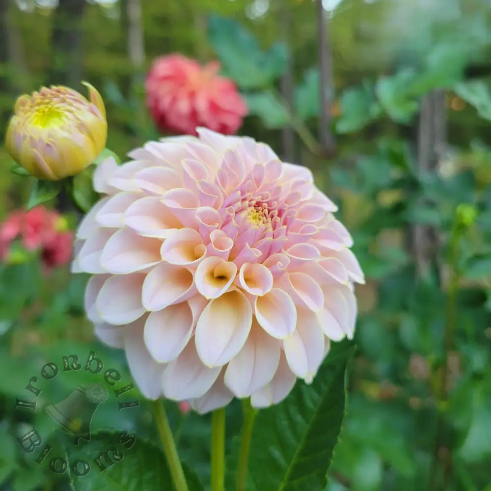 SC-Cinder Rose - tuber