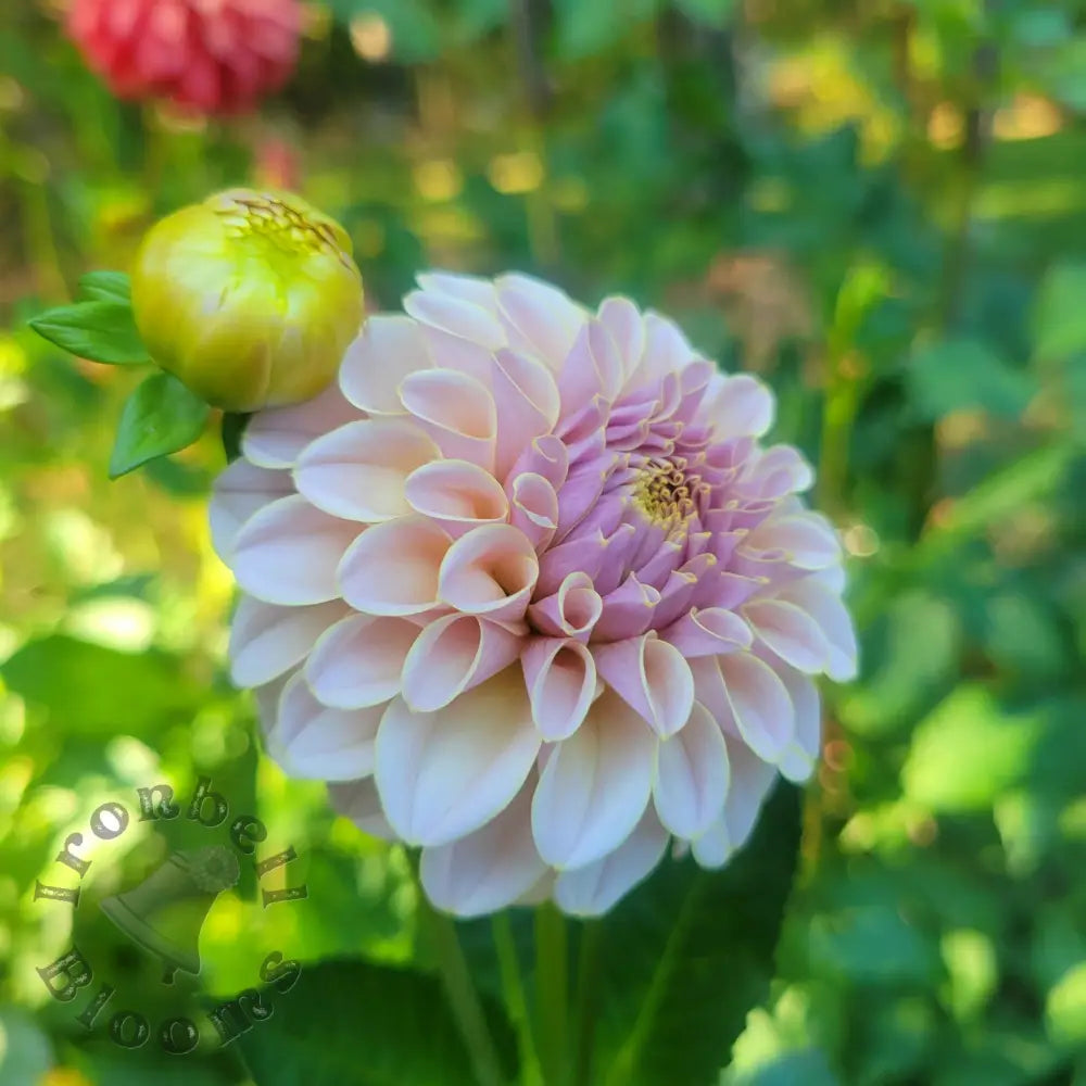 SC-Cinder Rose - tuber