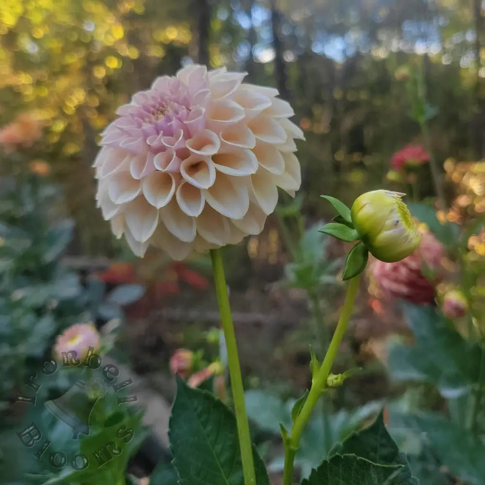 SC-Cinder Rose - tuber
