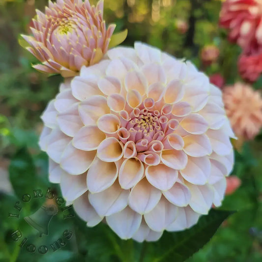 SC-Cinder Rose - tuber