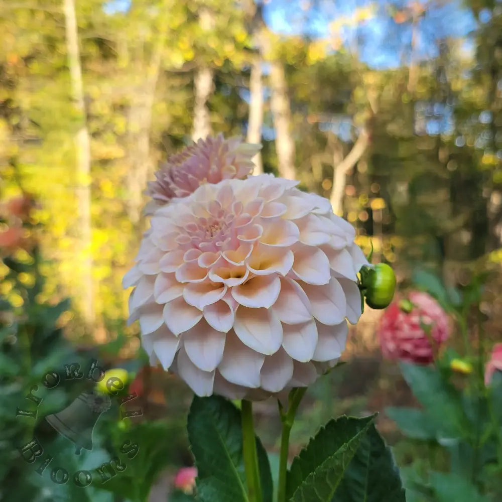 SC-Cinder Rose - tuber